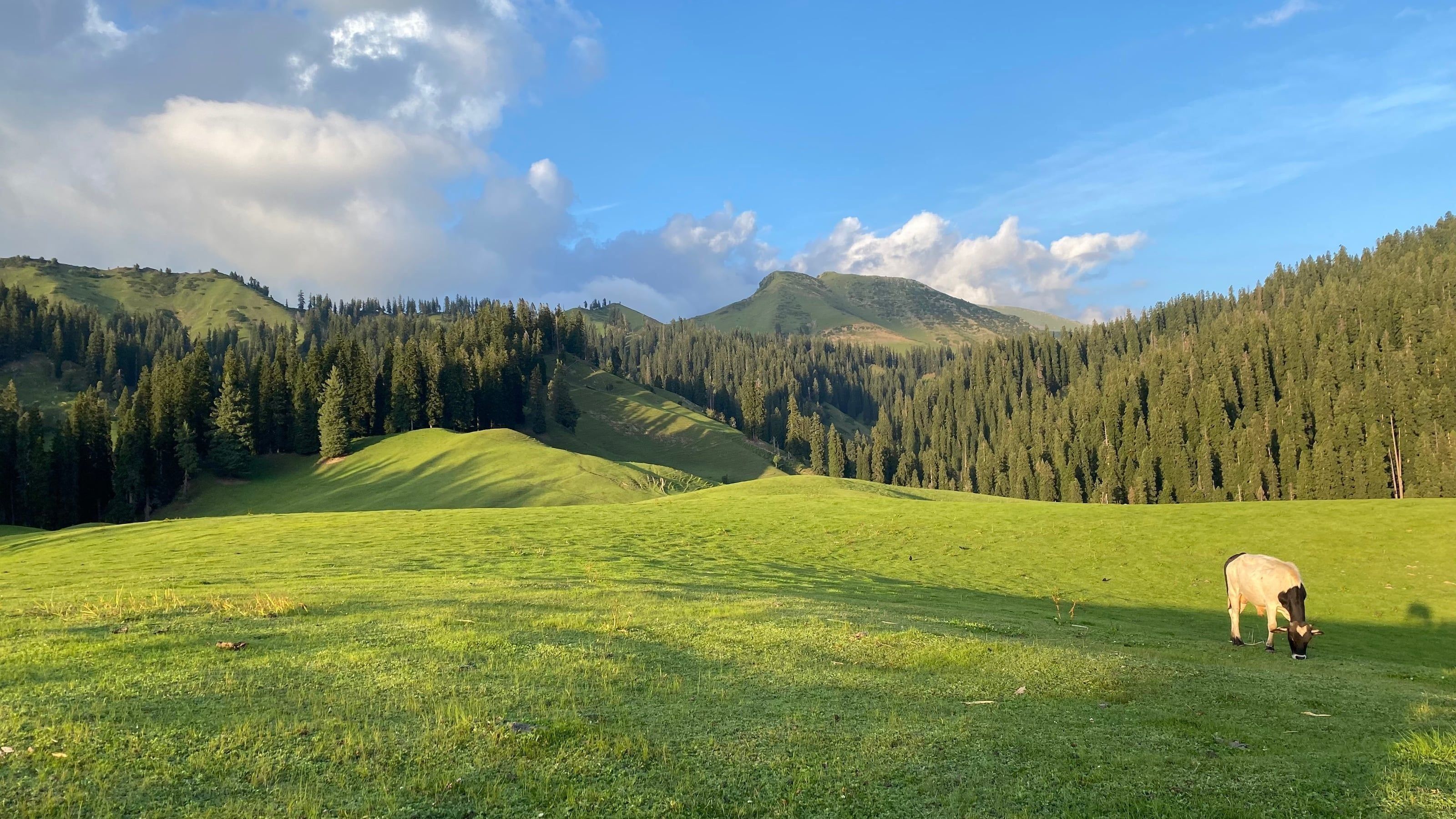 Nafran Valley Trek — Grazing Cow Conifer Meadow, Kashmir